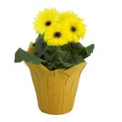 Assorted gerbera in pot cover Pot 4-in