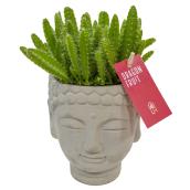 Plante de fruit du dragon avec cache-pot décoratif