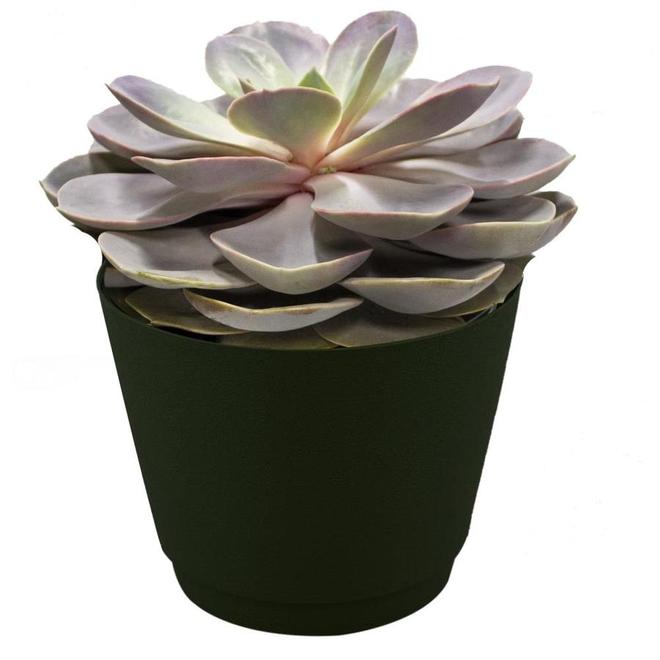 6 -po(s) Pot Grande succulente (60Grasuc)