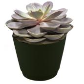 6 -in(es) Grande succulent Pot (60Grasuc)