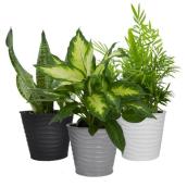 Assorted Foliage in Pot of 4-in