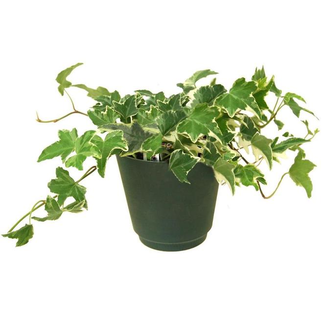 4 -in(es) Ivy unicover Pot (40Ivyuni)