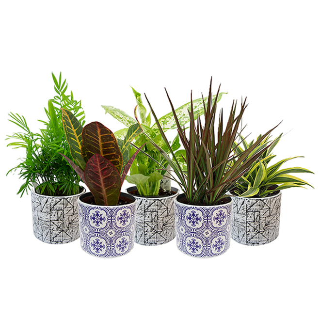 Bayview Flowers Tropical Upgrade in Decorative Ceramic Pot 4in