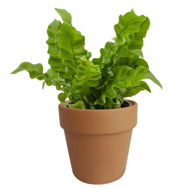 Crispy Wave with Clay Pot 4-in