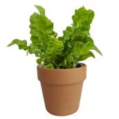 Vague croustillante avec pot d'argile 4-in