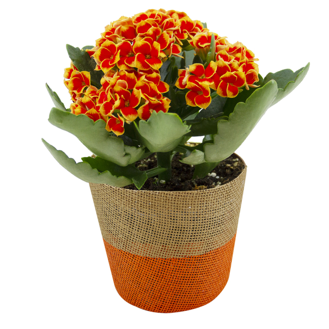Mixed Blooming Fireball Plant in a 5-in Pot