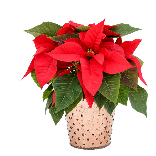 Poinsettia in Glass Pot - 5-in - Assorted Colours 50GIFTPOINT | RONA