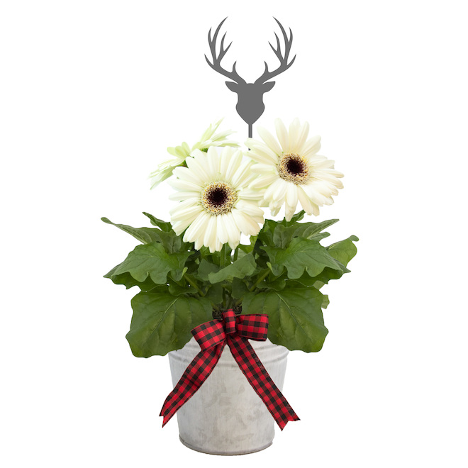 Bayview Flowers Assorted Gerbera Arrangement Pewter Finish 5in Pot