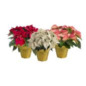 Pointsettia couleurs assorties, Bayview Flowers, pot de 6 po