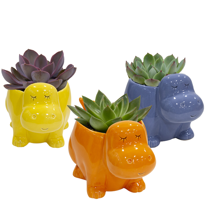 Bayview Flowers Assorted Indoor Plants - Succulente in 4-in Decorative Pots