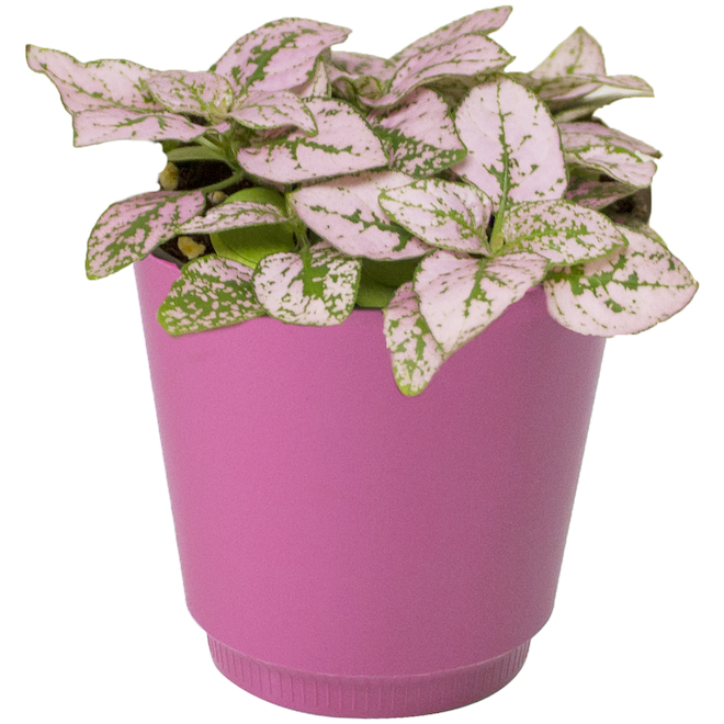 Bayview Flowers Assorted Indoor Plants - Polka Dot Hypoestes in 4-in Decorative Pots