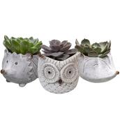 Bayview Flowers Assorted Indoor Plants - Succulent Novelty in 3.5-in Decorative Pots