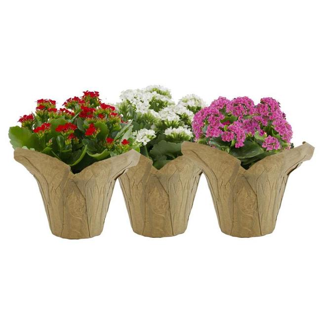 6 -in(es) Kalanchoe Pot (60KALTRI)