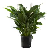 Bayview Flowers Peace Lily in 10-in Pot