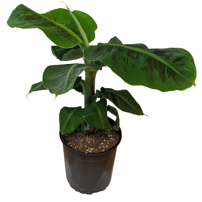 Bayview Flowers Banana Plant in 10-in Pot