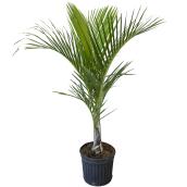 Bayview Flowers 6-ft Spindle Palm