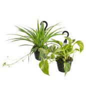 Assorted Foliage Plant in 8-in Hanging Basket