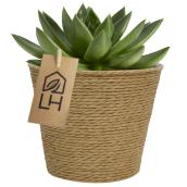 Bayview Flowers Assorted Succulent in Decorative 6-in Pot