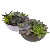 Bayview Flowers Assorted Succulent Bowl 8-in