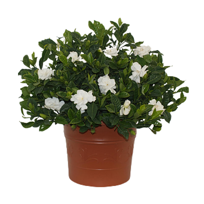 Bayview Flowers White Gardenia 10-in in a pot