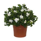 Gardenia blanche Bayview Flowers 10 po en pot