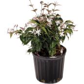 Buisson de jasmin Bayview Flowers en pot, 10 po