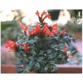 Aeschynanthus select, pot de culture de 8 po