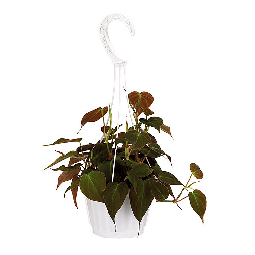MARCHE FLORAL Hanging Basket 10938 RONA