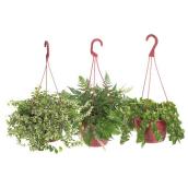 Panier suspendu, plantes assorties, 8''