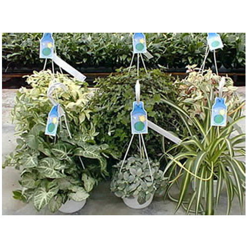 Assorted Plant - Planter of 10"