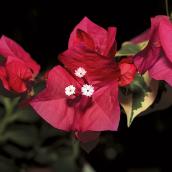 Bougainvillea, panier suspendu, 10 po