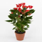 «Anthurium Andreanum»