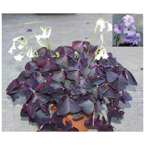 Oxalis - 6"