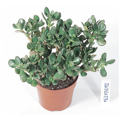 Crassula Plant - 6" Pot