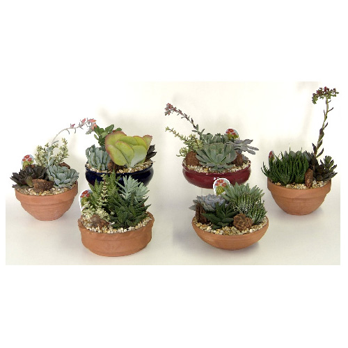 Jardin de cactus, pot en terre cuite de 9", assorti