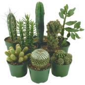 Cactus - 1.5" Pot - Assortment