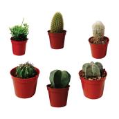 Cactus - 2.5" Pot - Assortment