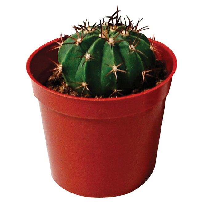 Cactus - 2.5" Pot - Assortment