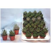 Haworthia, pot de 2,5", assortiment