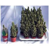 Marché Floral Assorted Indoor Plants - Fairy Castle Cactus in 2.5-in Pots