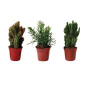 Cactus assortis, pot de 4"