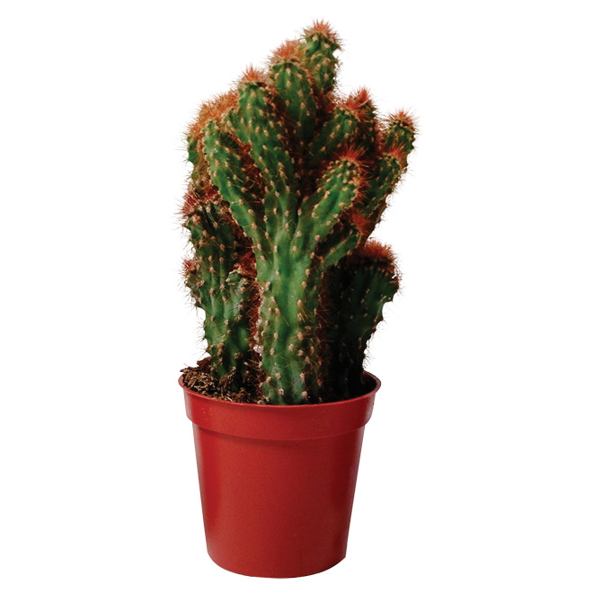 Cactus assortis, pot de 4"