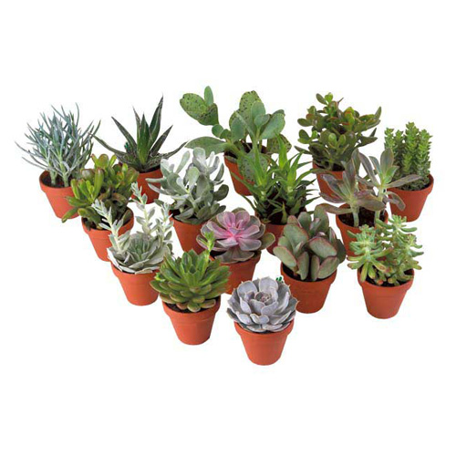 Marché Floral Assorted Indoor Plants - Succulent in 3.5-in Pots
