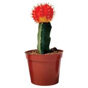 Grafted Cactus