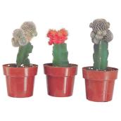 Grafted Cactus - 3.25" Pot - Assorted