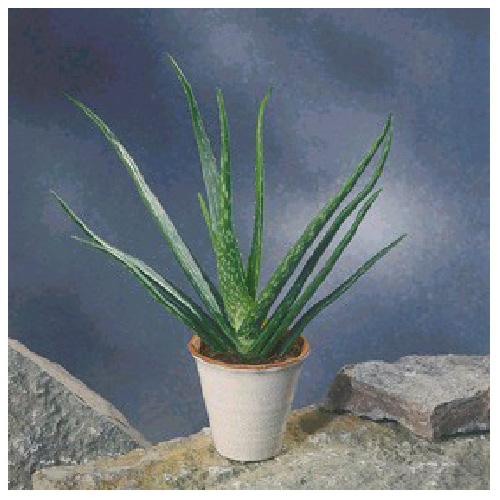 Aloe Vera