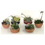 Cactus Garden - 5" Terra Cotta Pot - Assorted