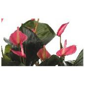 Anthurium Andreanum assorti, pot de culture de 4''