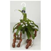 Nepenthes in Hanging Pot - 3.25"