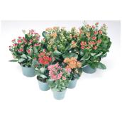 Kalanchoé miniature, pot de 2,5